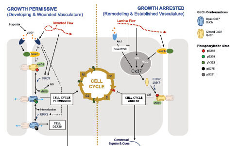 New Paper: Connexin37 Regulates Cell Cycle in the Vasculature